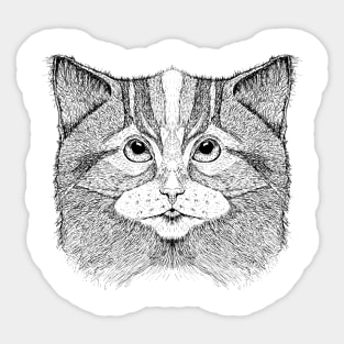 Cat 11 Sticker